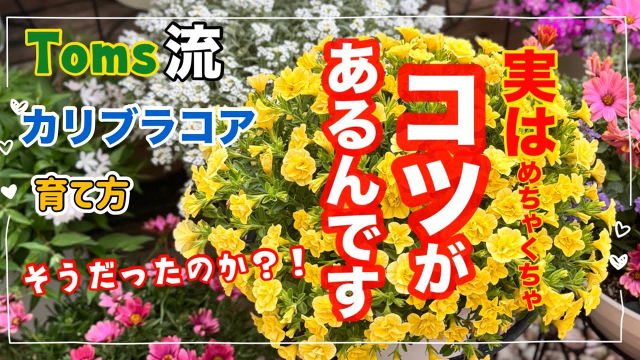 「カリブラコア」育て方　結構知らない人多いかも？カリブラコア苦手な人のほとんどがコレやってません！