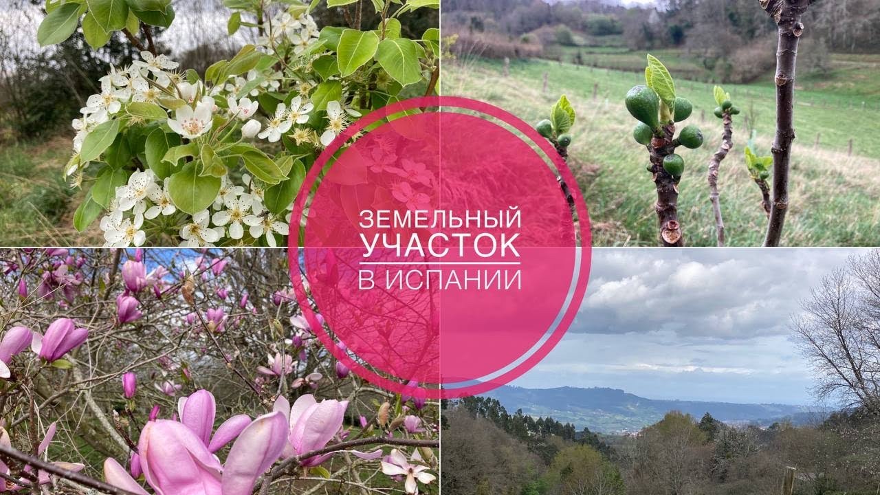 # 380 Земельный Участок В Испании. Сад. Весна. Земля В Испании.  Сельское Хозяйство Испания