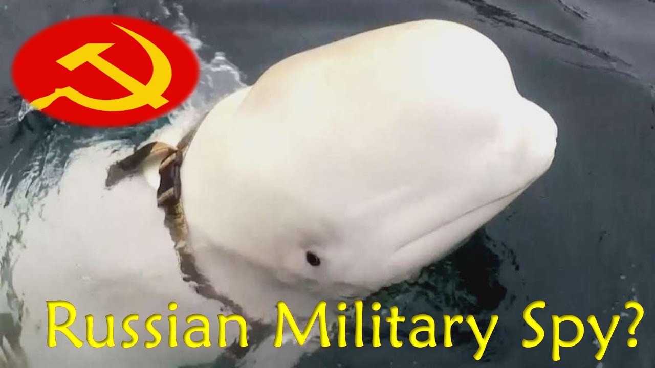 White Whale With Harness Could Be Russian Weapon, Say Norwegian Experts