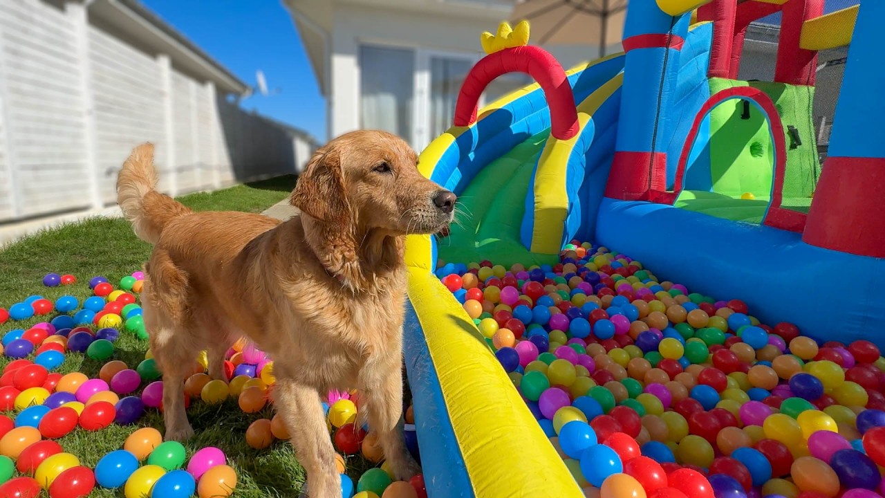 DOG GETS PERSONAL INFLATABLE CASTLE FOR THIRD BIRTHDAY!