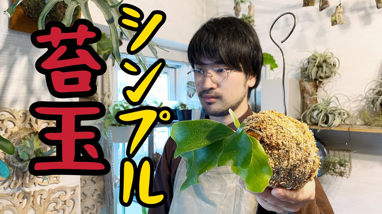 超簡単！！ビカクシダの苔玉の作り方