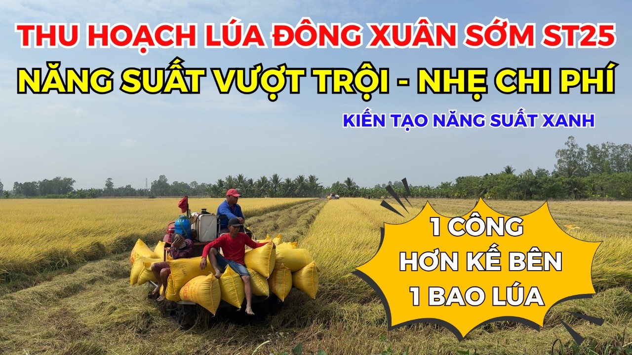 BVN - THU HOẠCH LÚA ĐÔNG XUÂN SỚM ST25| NĂNG SUẤT VƯỢT TRỘI - NHẸ CHI PHÍ