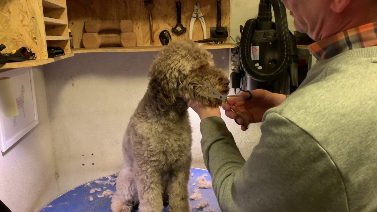 Lagotto Romagnolo klip - Lagotto grooming