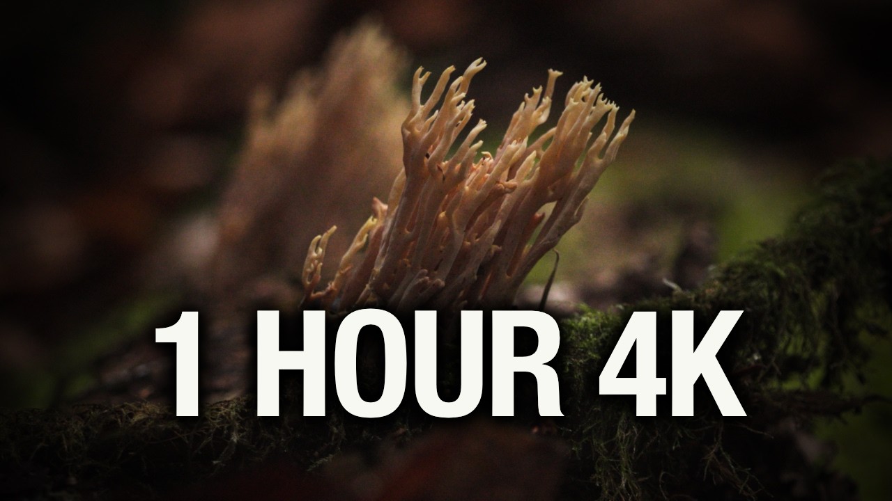 Winter PNW Forest - 1 Hour 4K - Shelf Fungi, Moss & Mushrooms - Natural Sounds for Sleep & Study