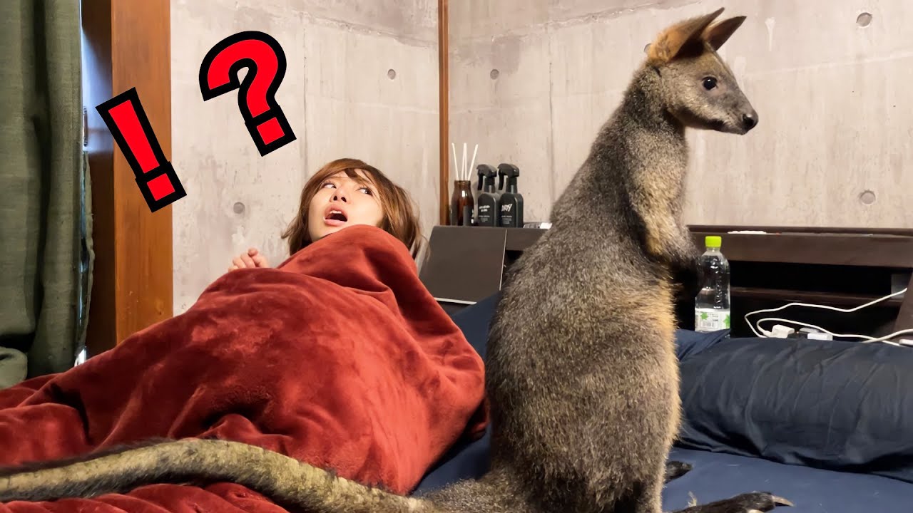 どんなに眠りが深い人でもワラビーに起こされるとこうなる