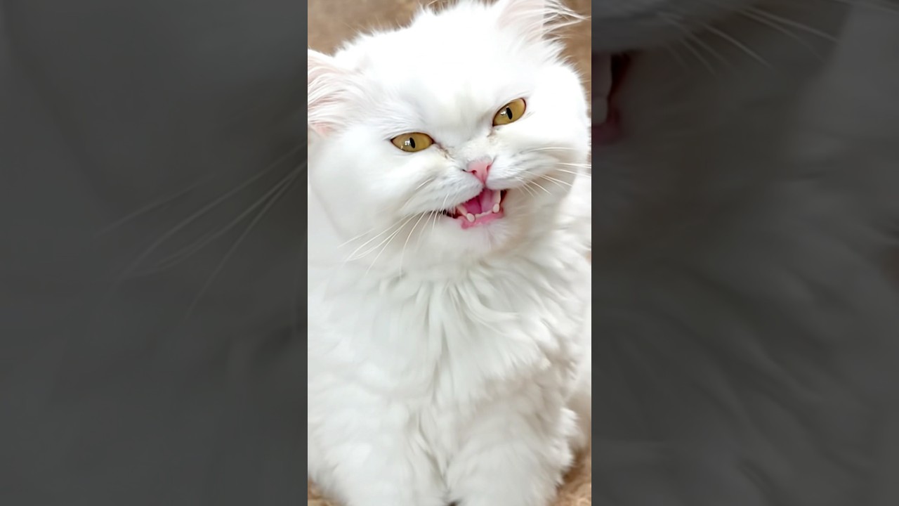 Becky is a real hero😺#cat #funny #catdog #cute