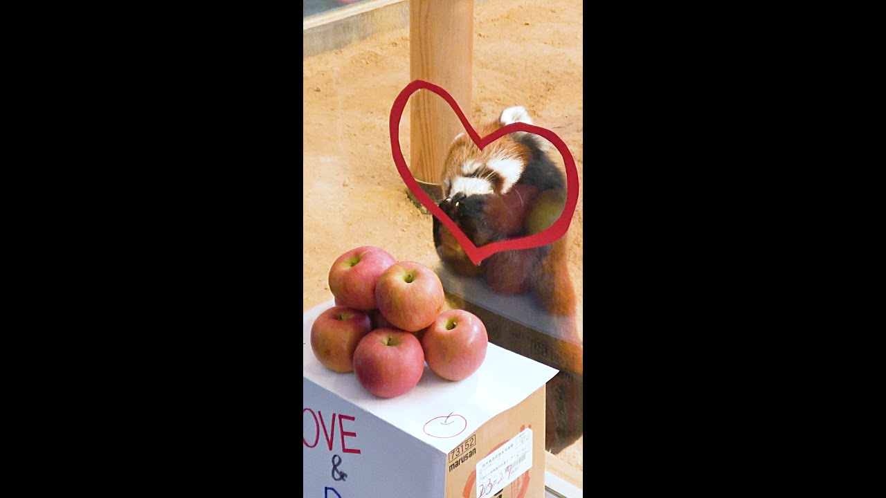 Peaceke, so lovely Red Panda in NISHIYAMA Zoo at SABAE City in JAPAN #shorts #西山動物園 #レッサーパンダ