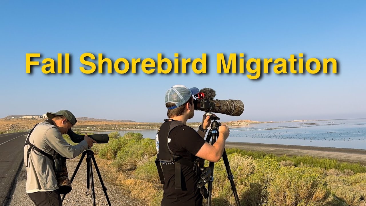 Awesome Lifer During Fall Shorebird Migration On the Antelope Island Causeway