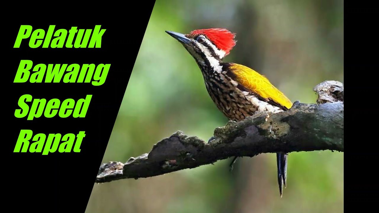 Pelatuk Bawang Speed Rapat (Suara Asli)