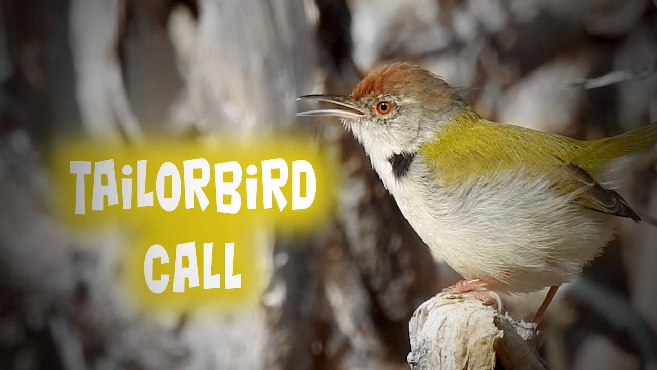 SOUND of Common Tailorbird [Bird calls] [Indian birds] [Bird sounds] #bird_calls