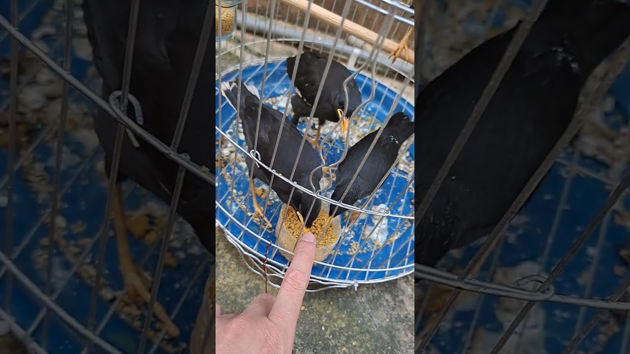 sáo đen 20 ngày tuổi