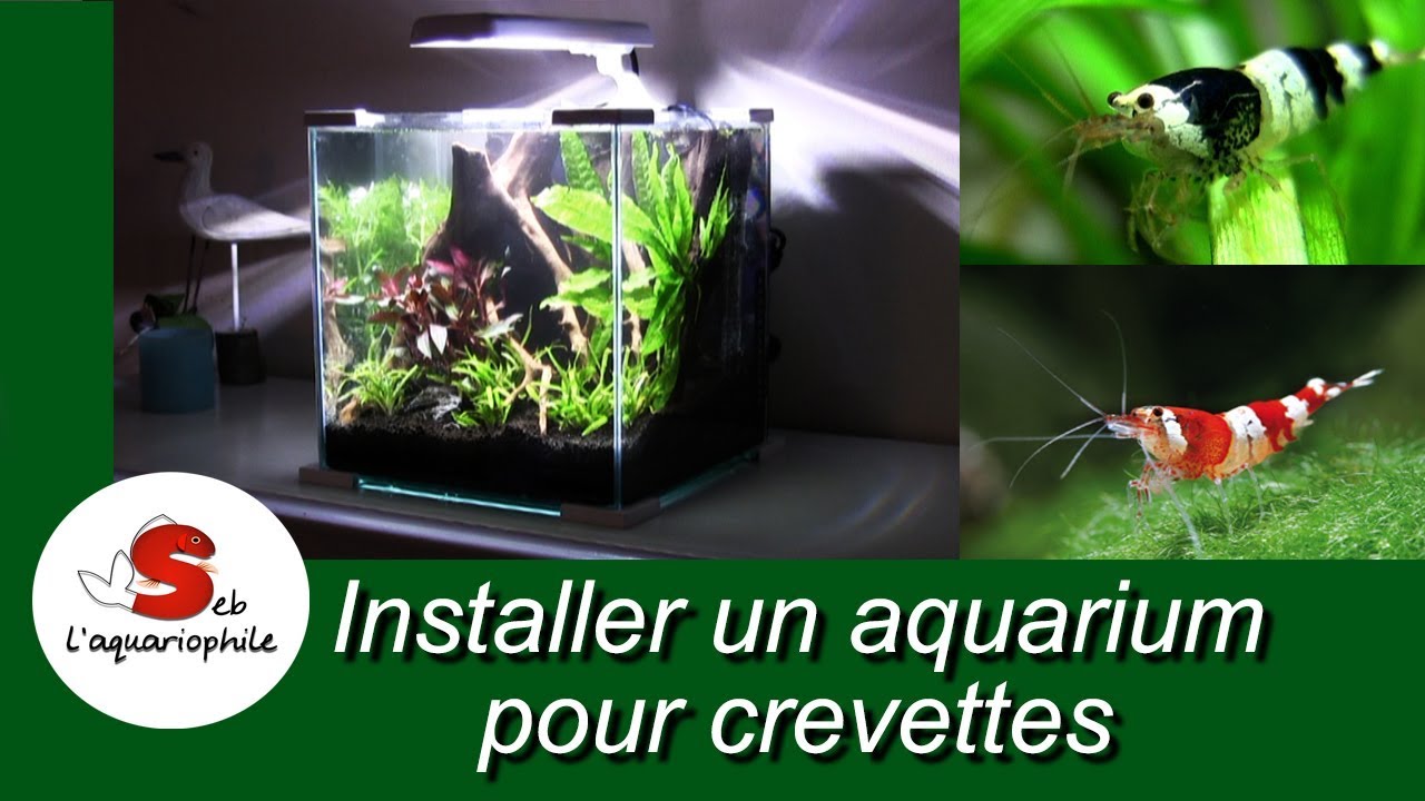 Installer un aquarium pour crevettes ! nano aquarium pour crevettes Néocaridina ✔