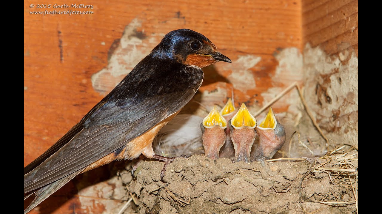 Barn Swallow Chicks