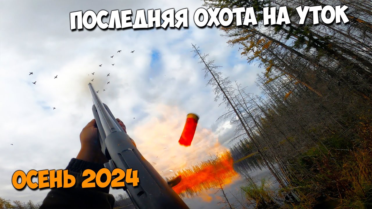 Последняя осенняя охота на уток 2024