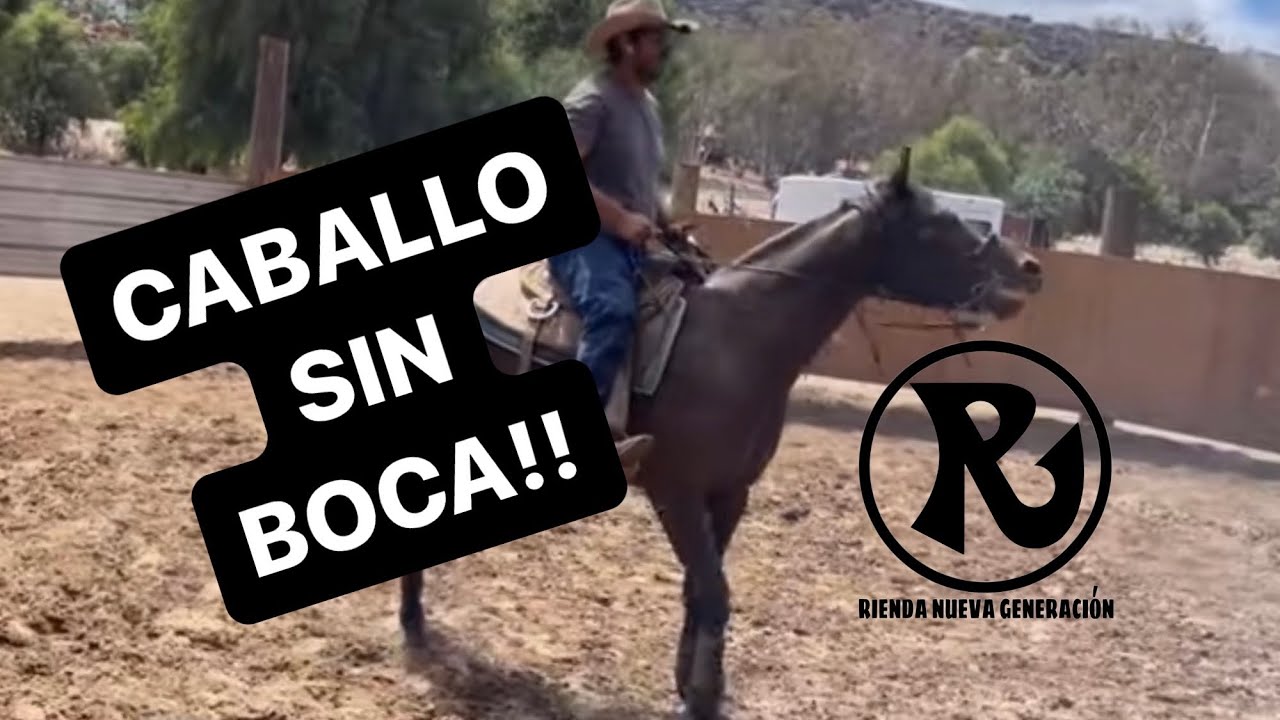 Cómo Ponerle Boca A Un Caballo (clase completa)