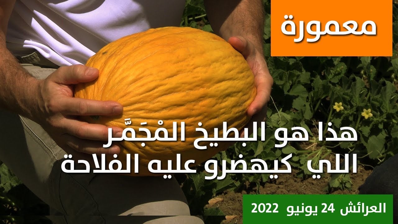 معمورة .. هذا هو البطيخ المجمر اللي  كيهضرو عليه الفلاحة