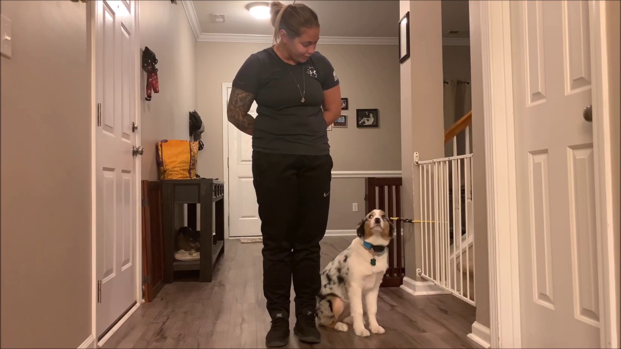 Australian Shepherd Obedience Training. Brinlei, 6 months old, Before and After Video