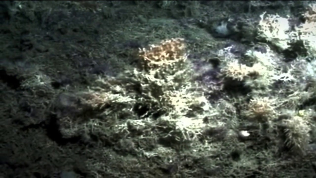 The Scottish Association for Marine Science