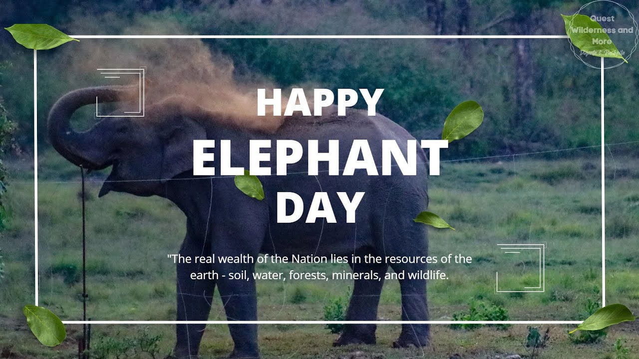 Happy Elephant Day 2024 #elephant #elephantday #qwmdp  #wildlife #wildlifelove