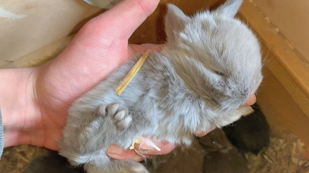 Novedades en la Granja de Conejos Mini lop! Mirar Lo que he Encontrado!!