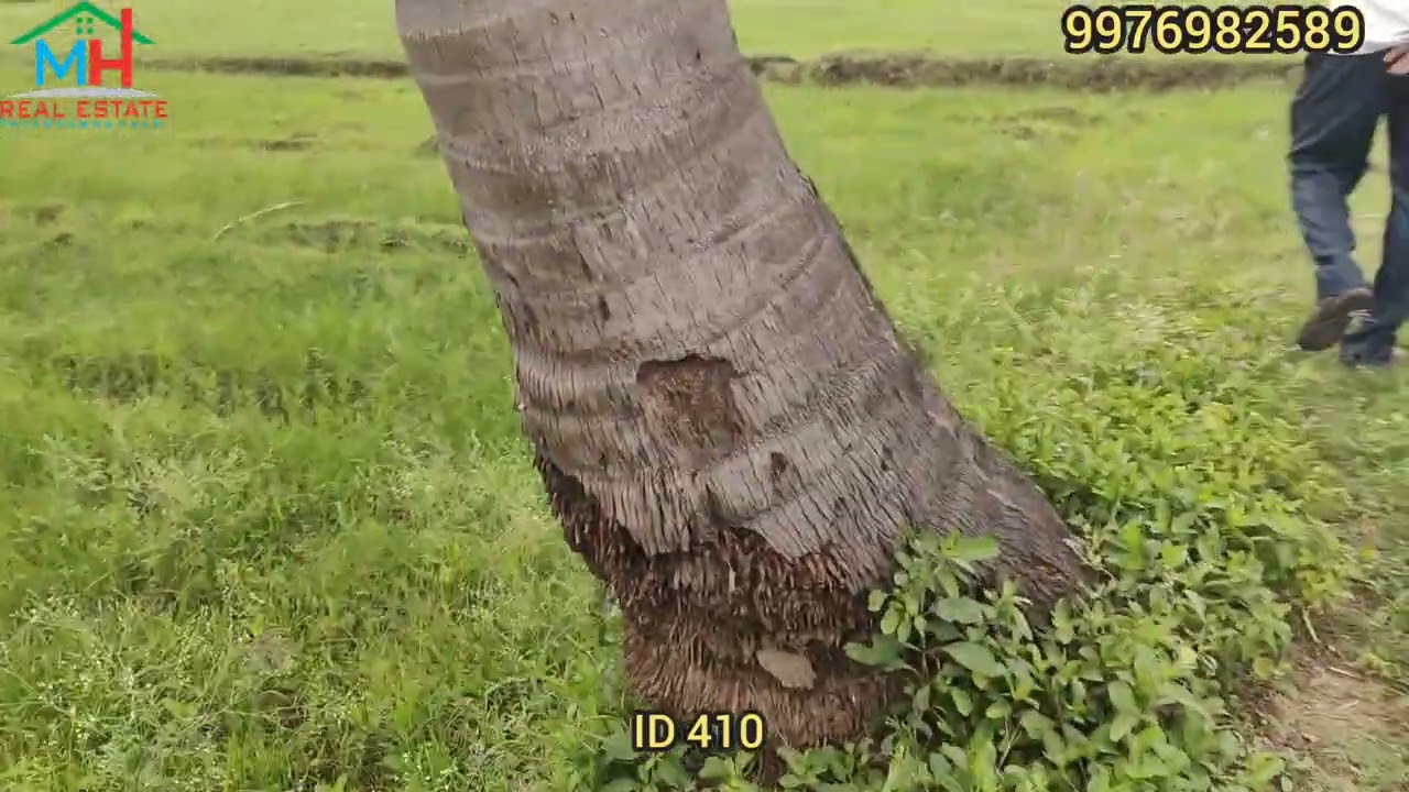 ID 410 Farm land sale at Thiruvannamalai// Girivalam path//50 cent//MH Real estate 