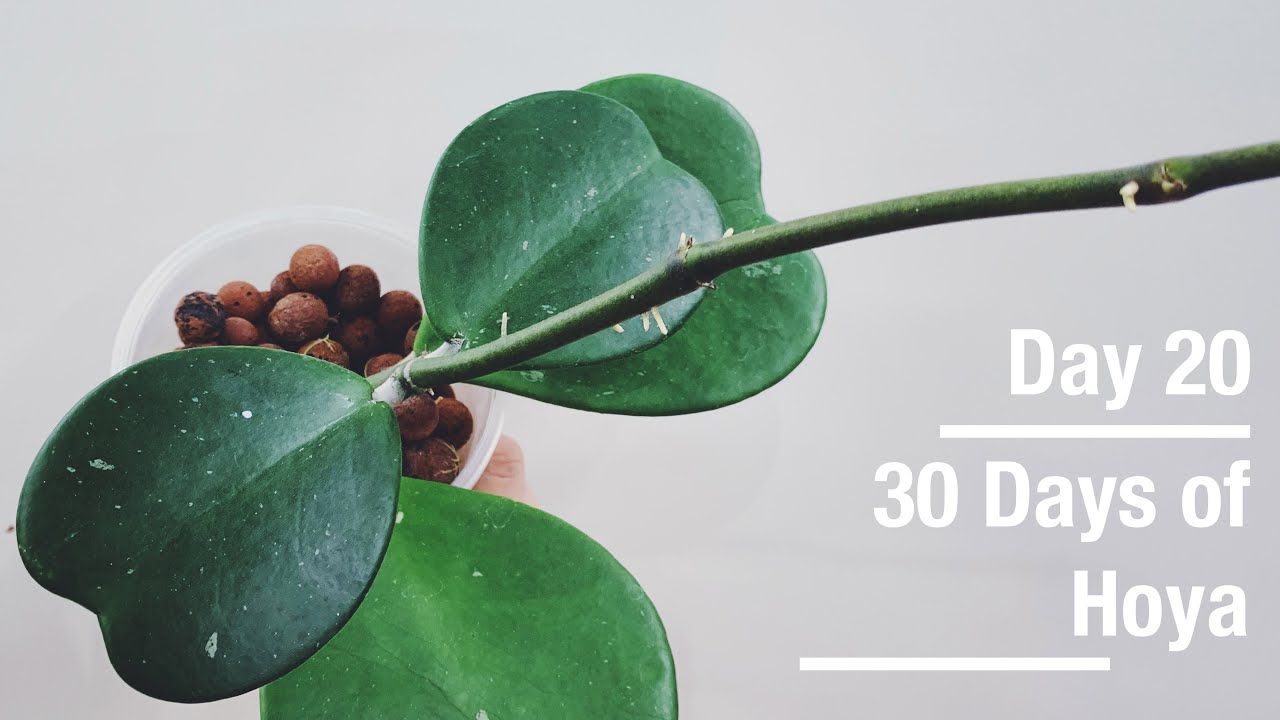Hoya kerrii | 30 Days of Hoya - 20 of 30