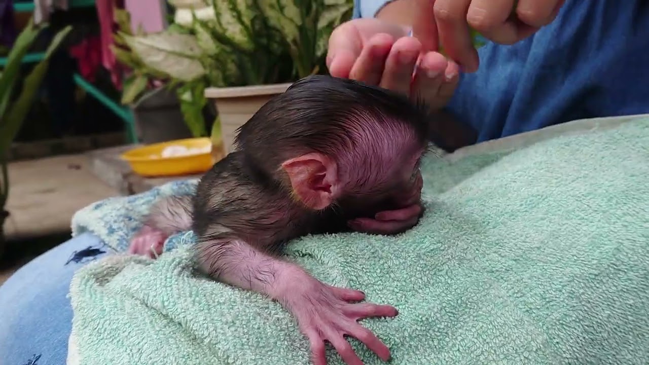 BABY MONYET KECIL UMUR 2 MINGGU BELAJAR TENGKUREP