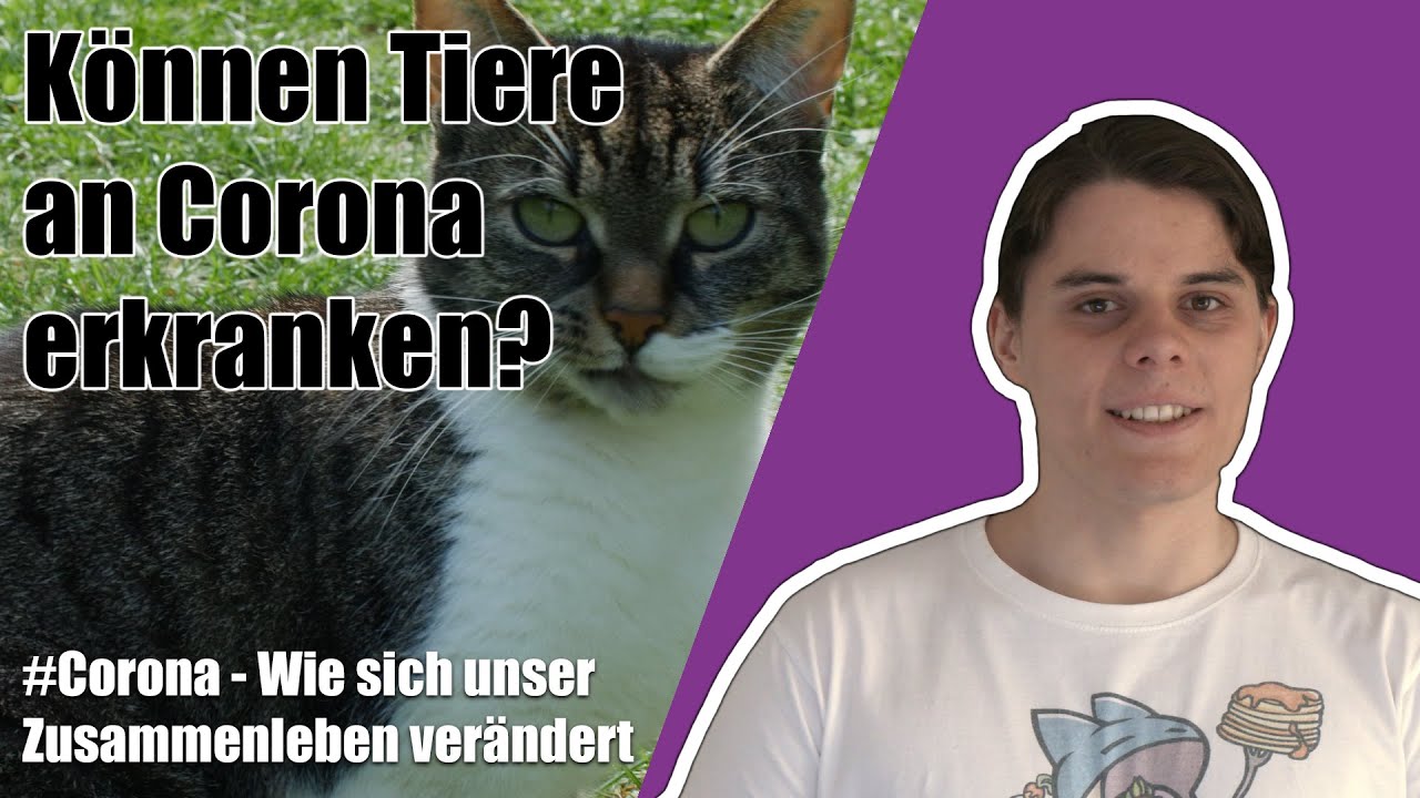 Wie ist die Lage im Tierheim Mainz? | #Corona