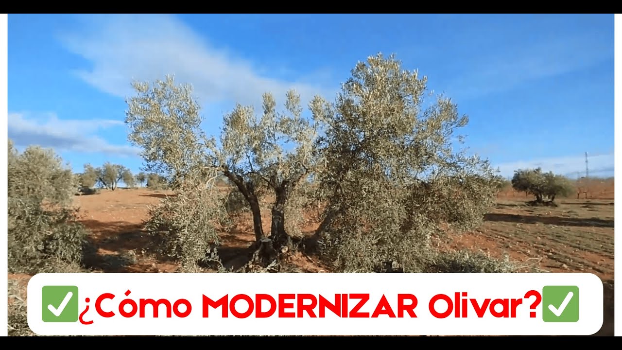 🔥🔥🔥¿Cómo MODERNIZAR Olivar?🔥🔥🔥