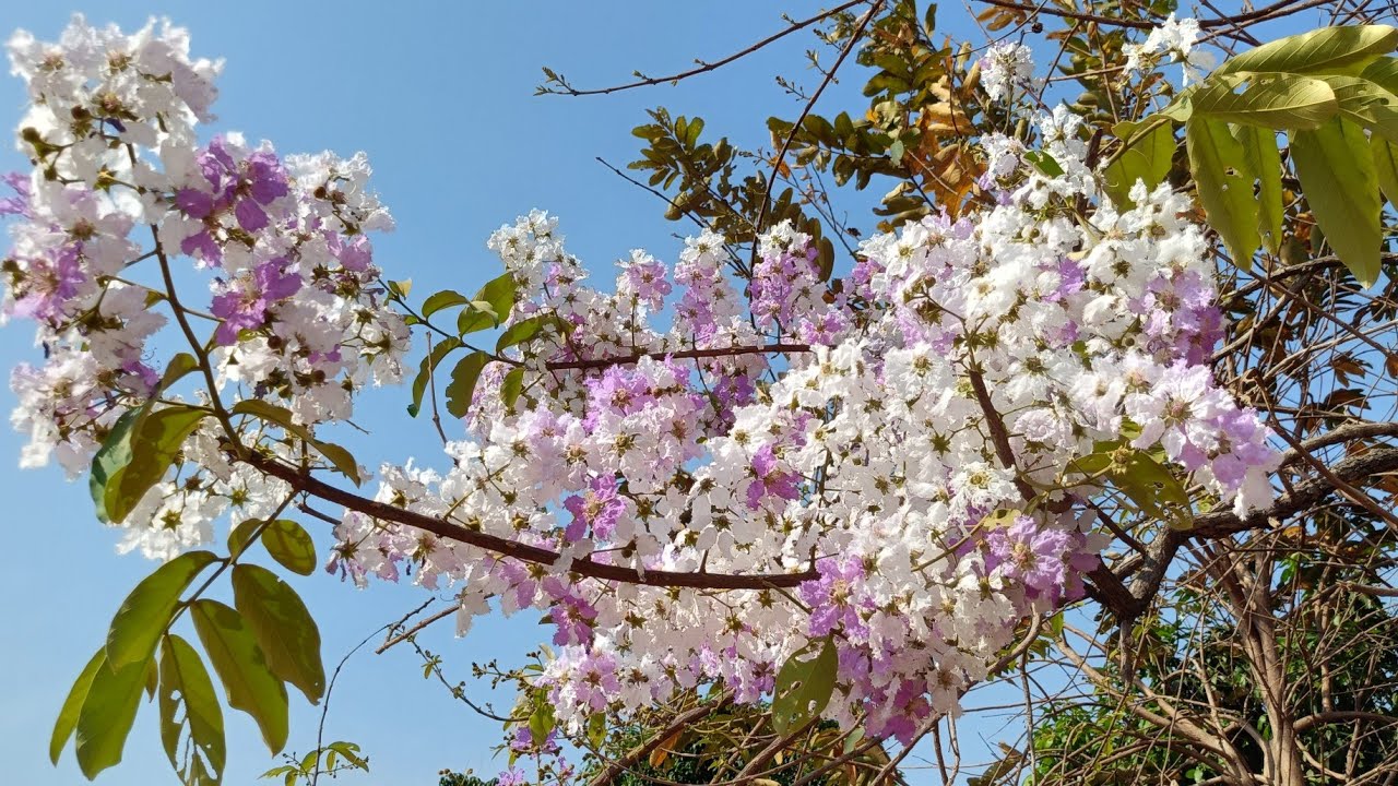 ជិះទៅលេងភ្នំបាយសី