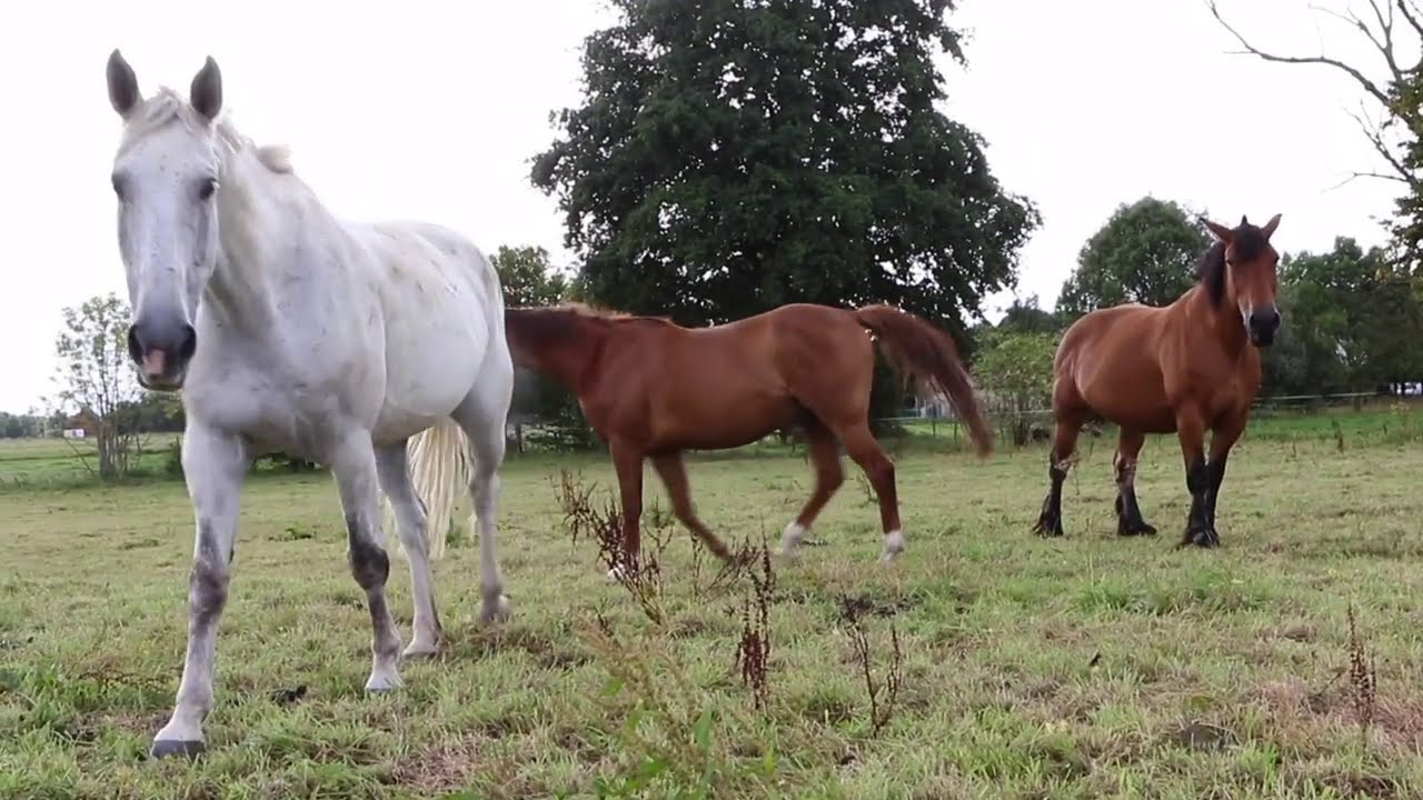 (CEFA) APM (Mons) - Confinement au Centre Provincial des Métiers du Cheval de Ghlin