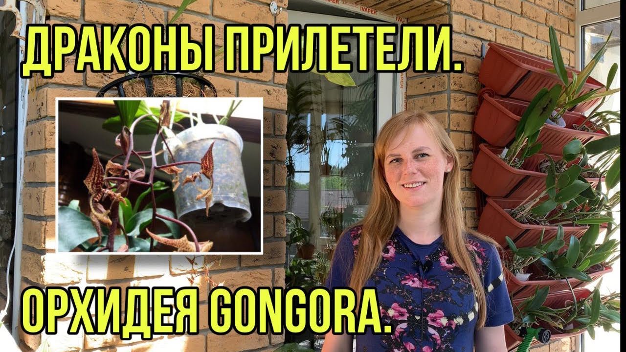 Орхидея Гонгора.  Gongora grossa