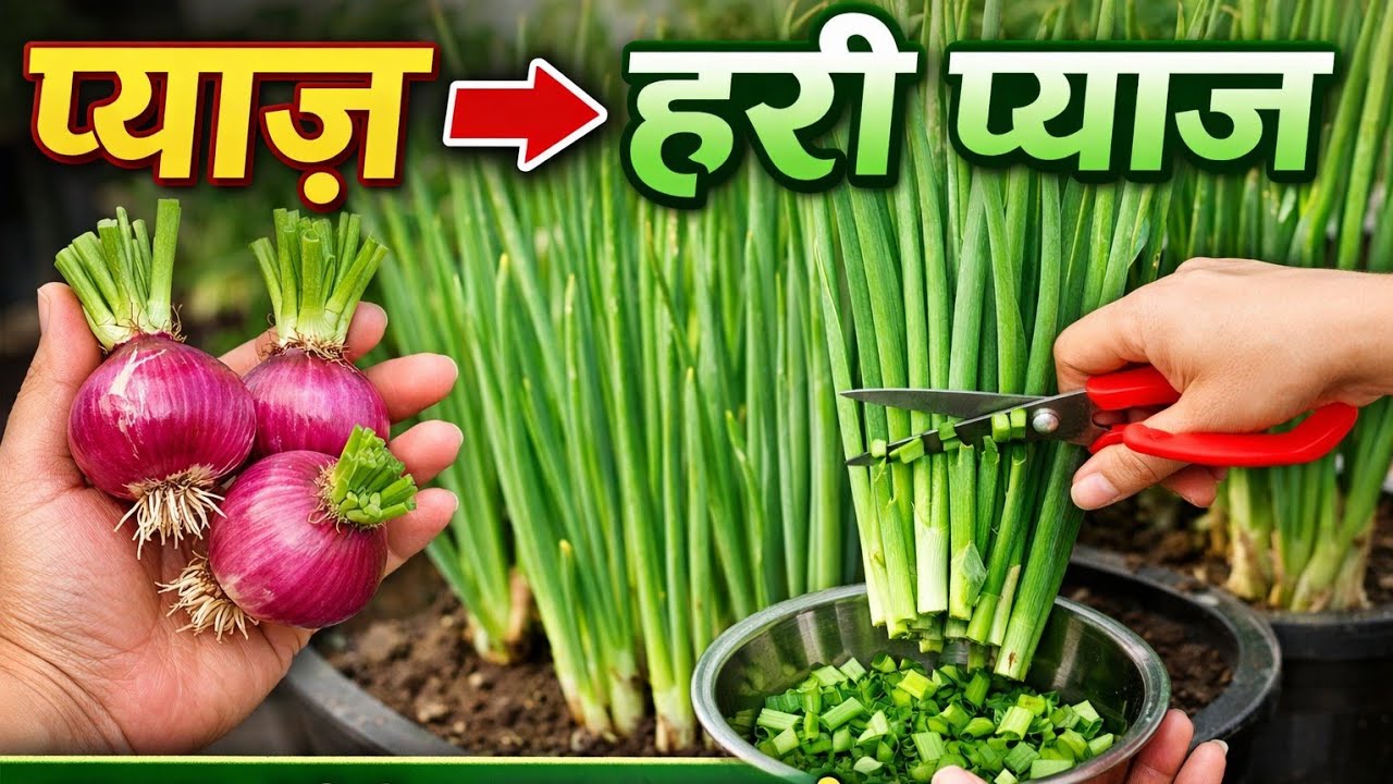 😱हर घर में चाहिए — प्याज़ की बची जड़ से हरी प्याज उगाएं (Complete Long Tutorial)😯#plantoto