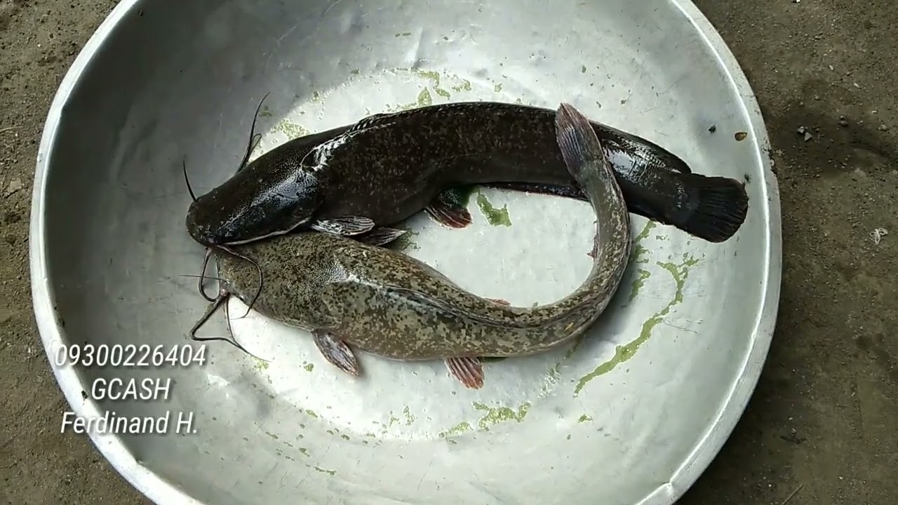 MAGPAANAK NA TAYO NG HITO | DAHIL SEASON NA NILA NGAYON