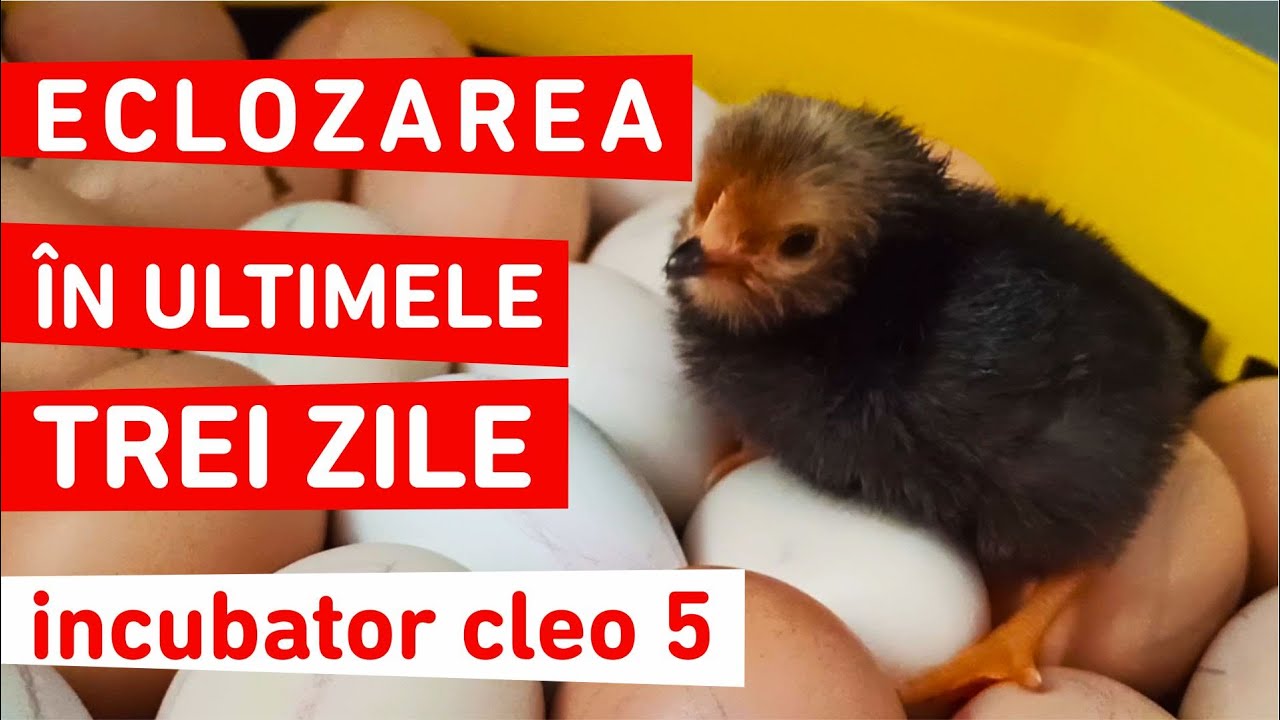 Am 46 de pui cu incubatorul Cleo 5 în mijlocul iernii #IncubatorCleo #ViataLaSat