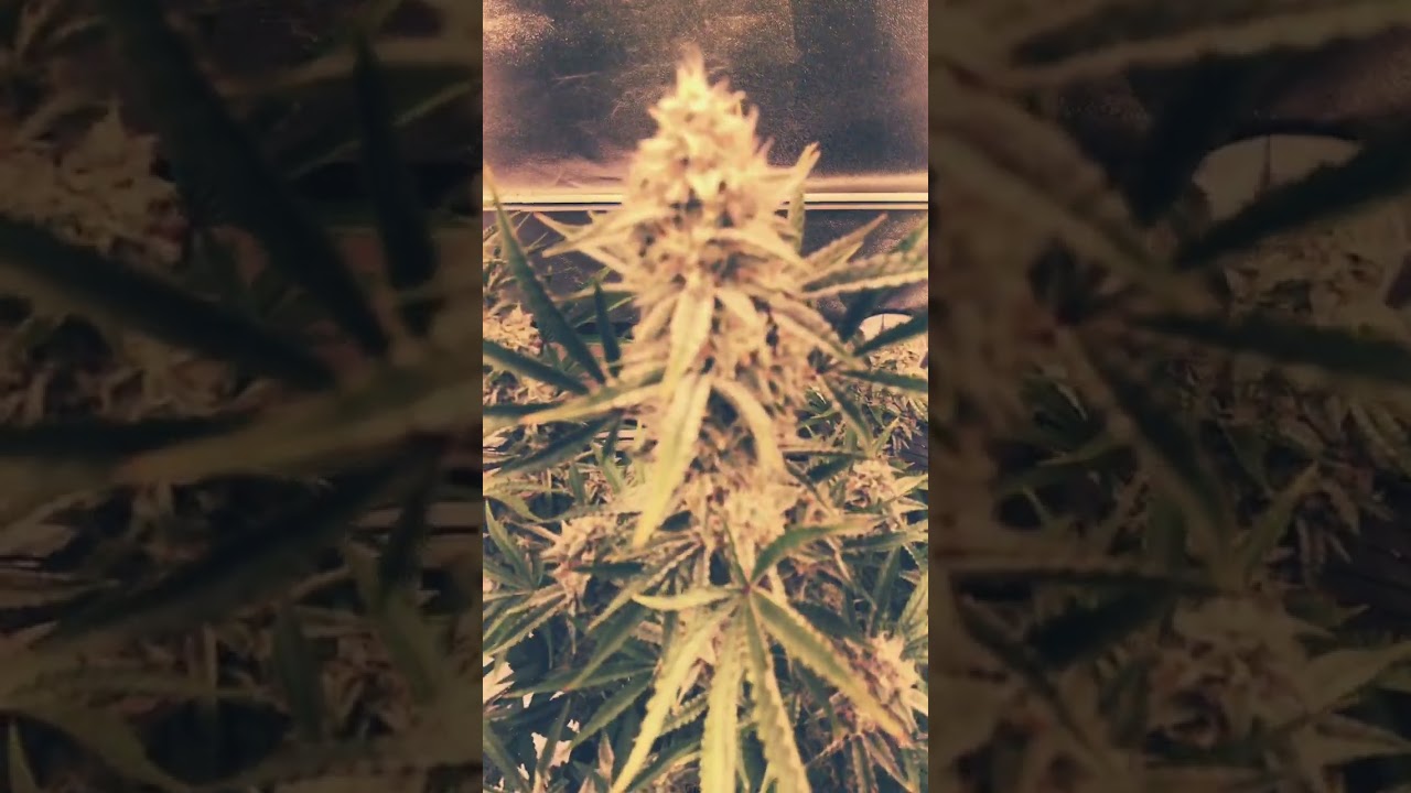Emerald Fire OG Auto                      #organicgrow