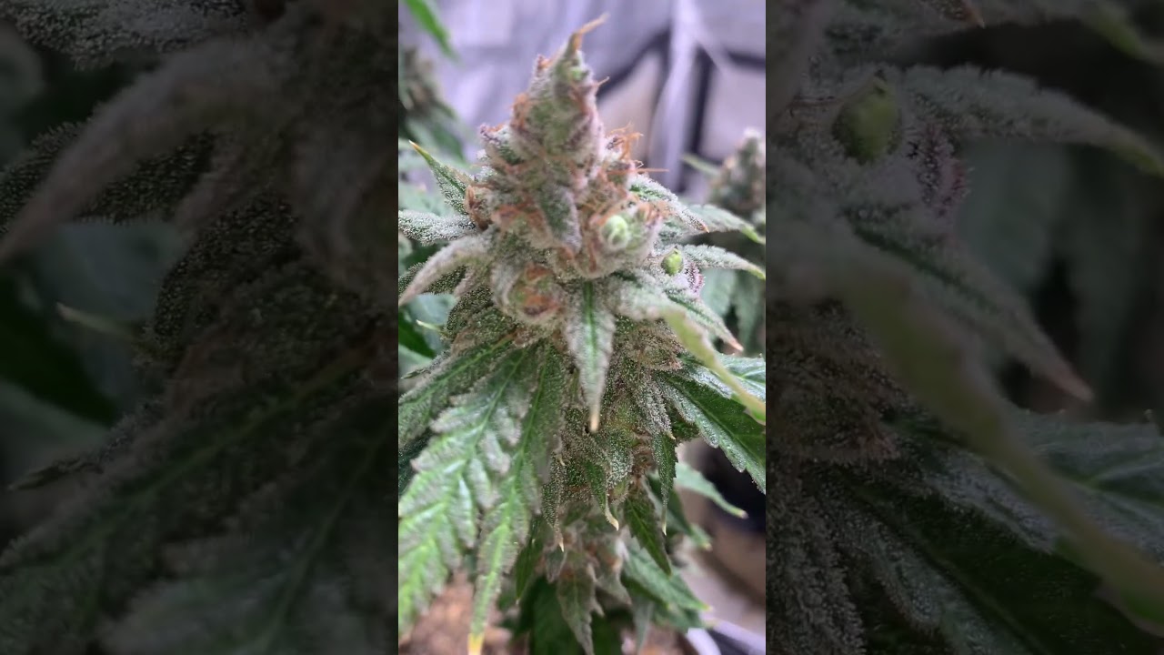 Chop.  #blaze #420 #growerscommunity #homegrown #smokeweedeveryday #410 #grow #cannabisdaily