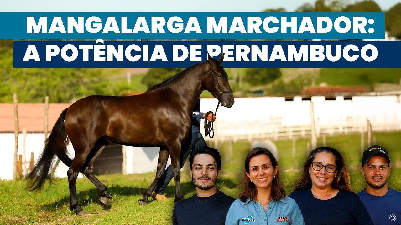 A genética da marcha que sai de Pernambuco para o Brasil | Noticiário Tortuga