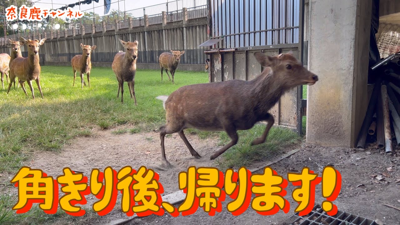角きり後、麻酔から覚め、鹿苑から戻ってくるゴンちゃん 🚨⚠️ゆっくり道路を渡る鹿さんがいます🦌 奈良公園内では、優しい運転をお願いします🦌🚗👀🙏  〜奈良公園の鹿の日常Vlog🦌💝💓