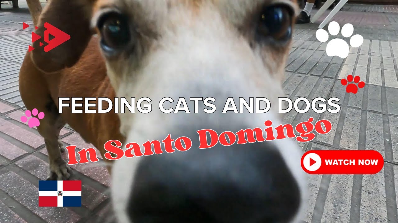 Feeding Street Cats and Dogs in Santo Domingo