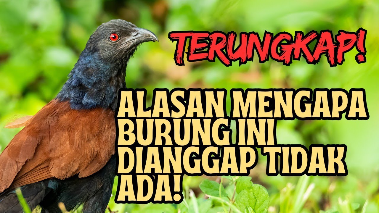 TERUNGKAP!!  ALASAN MENGAPA BURUNG BUBUT DIANGGAP TIDAK ADA!