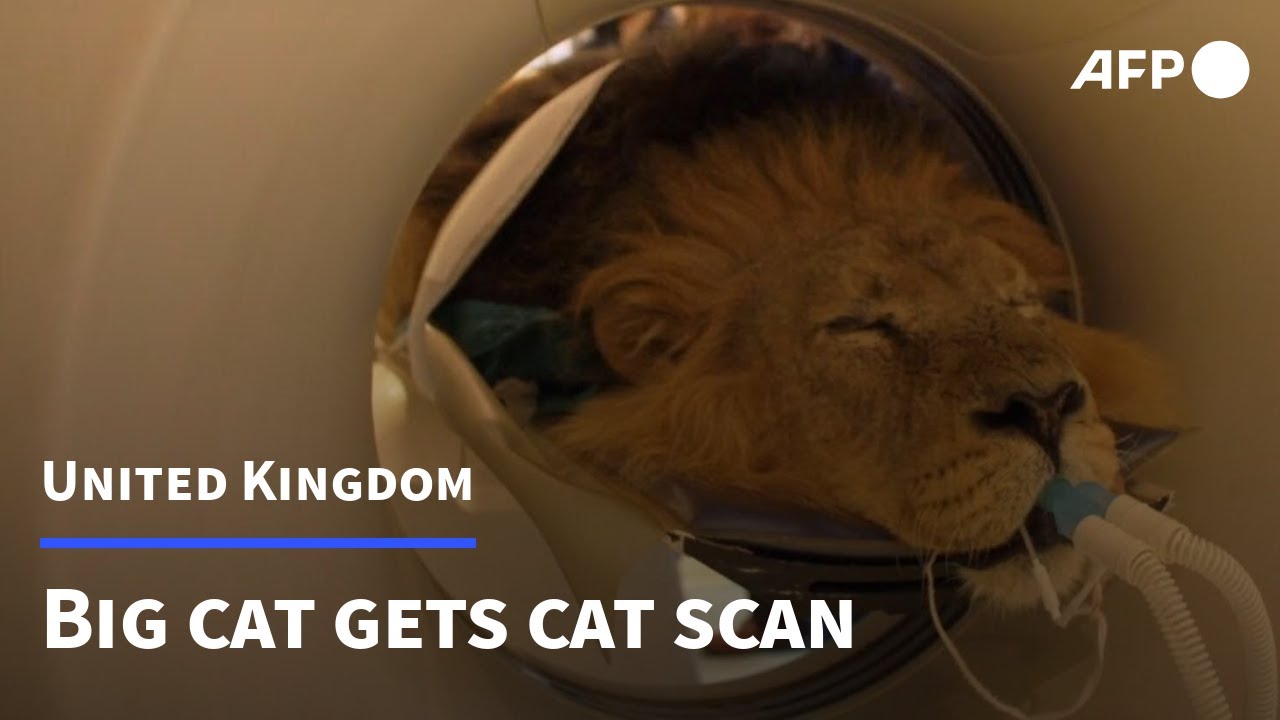 Lion at London zoo gets a check-up | AFP