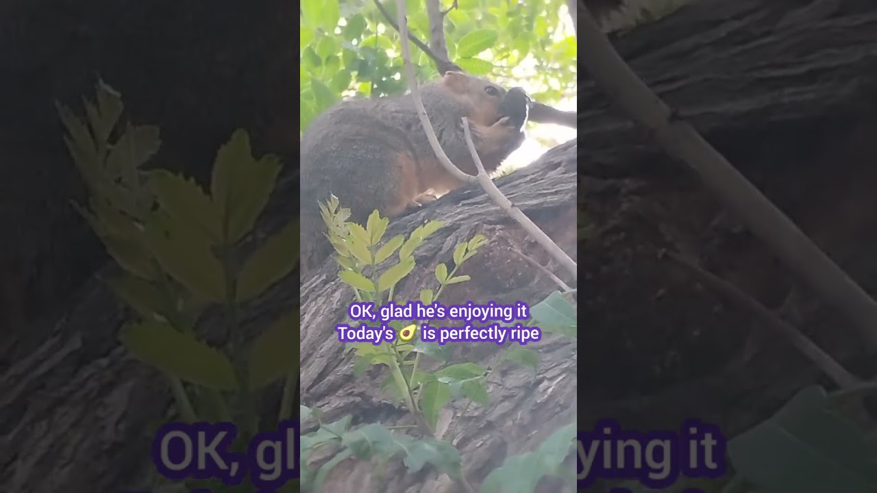 To Be Or Not To Be With The Sloth Squirrel 022026