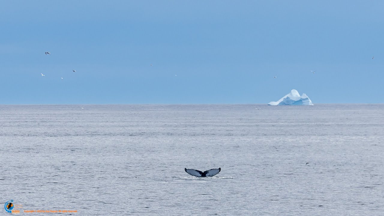 Sailing along the Labrador Coast