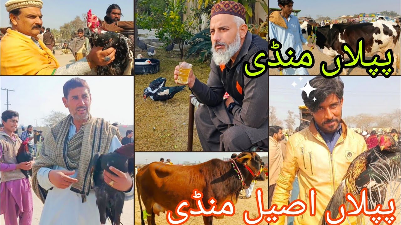 Piplan mandi | piplan aseel mandi | piplan maweshi mandi