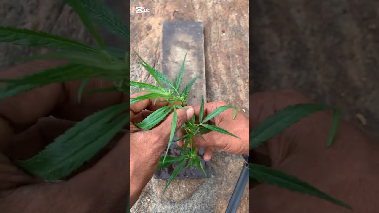 Cannabis salad sandwich #cannabisvideo #camping #cocking