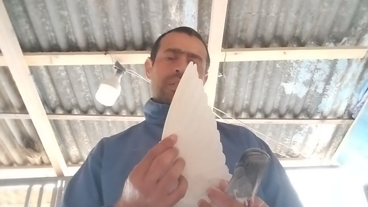 كيف يكون لون صدر الحمامة والاسباب التي يتغير فيها اللون# الحمام#