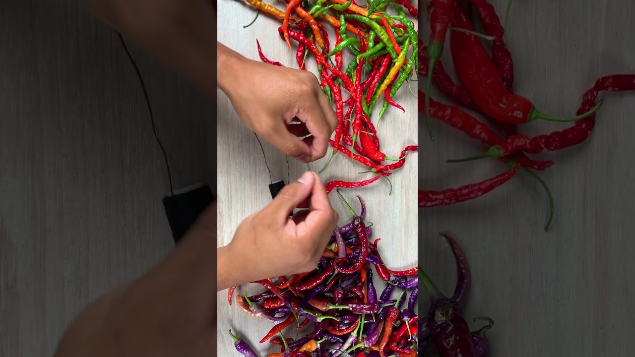String drying inside the house is one way we preserve our chili peppers