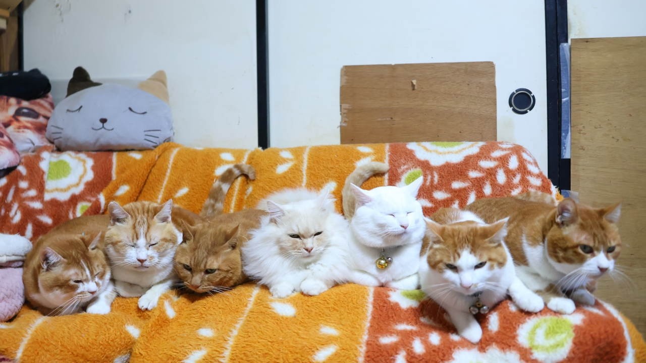 7匹の茶白猫たち　260228