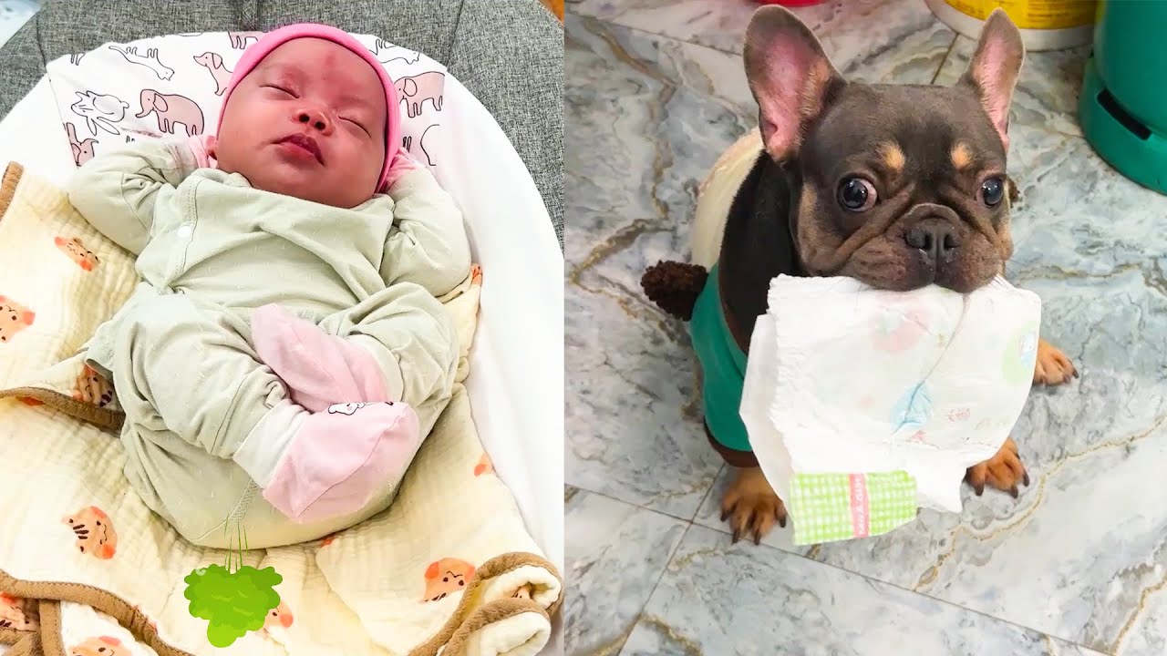 Smart Nanny Dog Mun Knows Exactly When Baby Banh Bao Needs Diapers